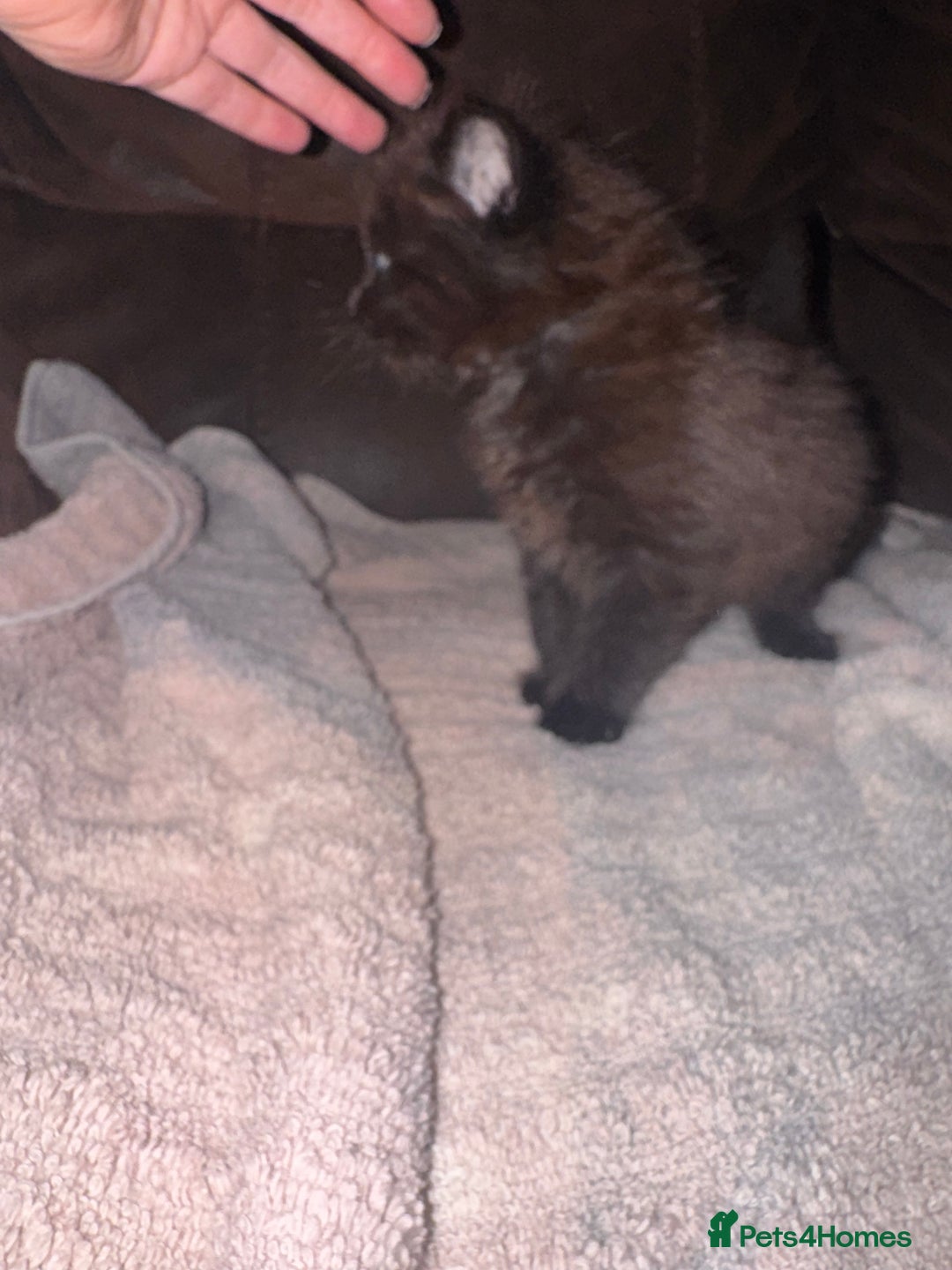 Mixed Breed cats for sale: 5 beautiful kittens mother part ragdoll - Image 3