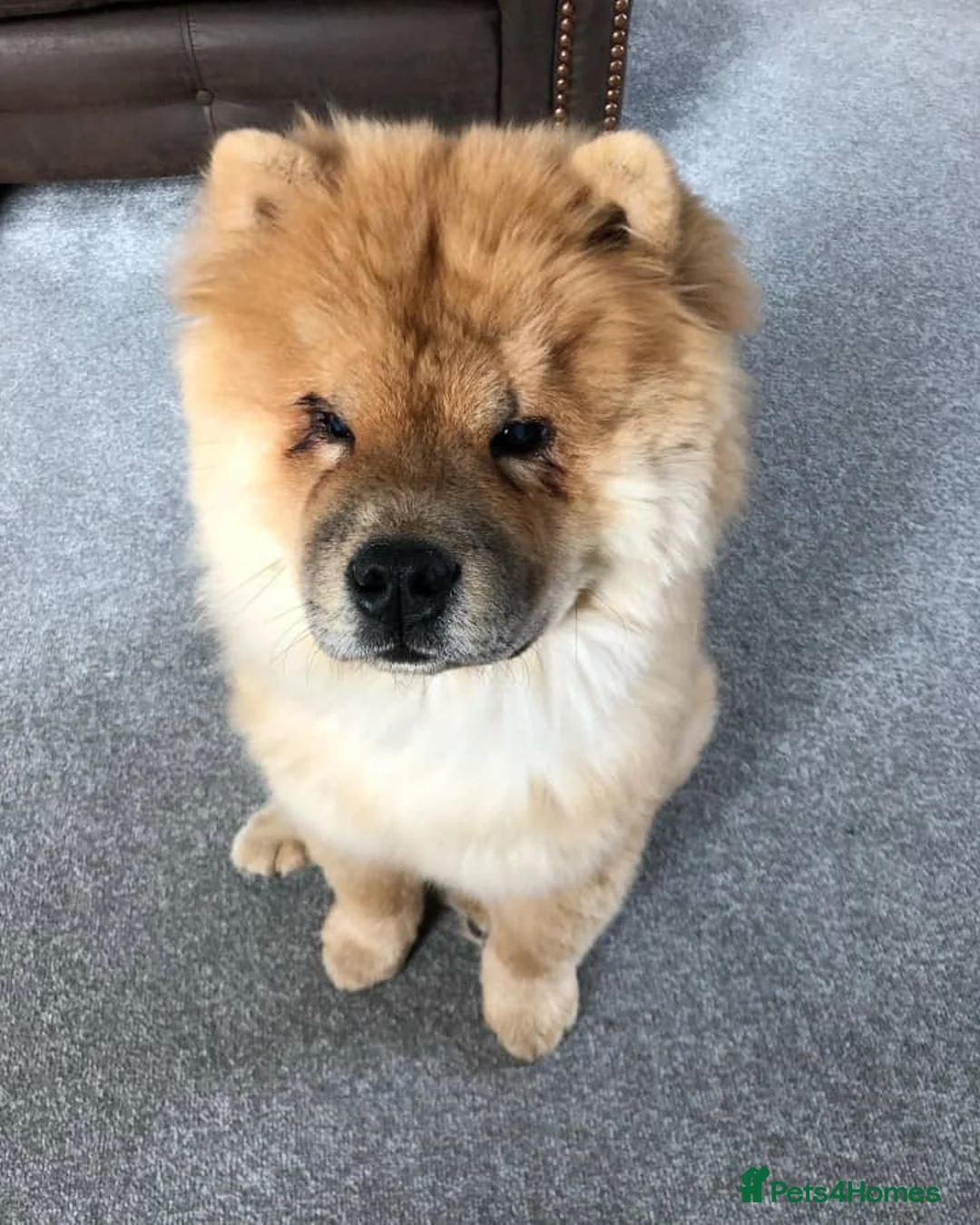 Chow Chow dogs for sale: Rehoming My Beloved Chow Chow Boy - Advert 4