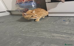 Mixed Breed cats for sale: Cats for adoption - Image 4