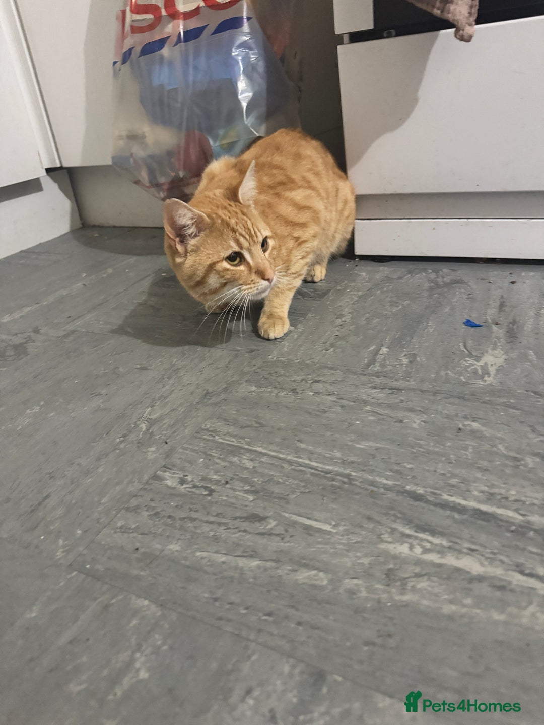 Mixed Breed cats for sale: Cats for adoption - Image 4