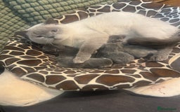 British Shorthair cats for sale: Beautiful British Shorthair Kittens  - Image 4