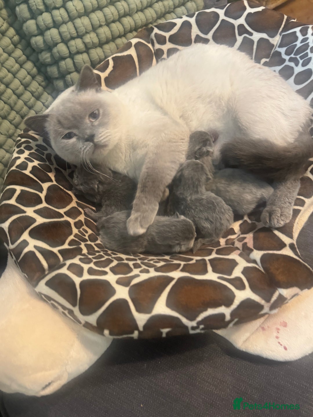 British Shorthair cats for sale: Beautiful British Shorthair Kittens  - Image 4