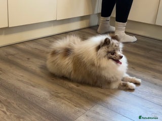 Pomeranian dogs for stud: Russian Pomeranian import IKU chocolate merle stud in Leicester - Advert 2