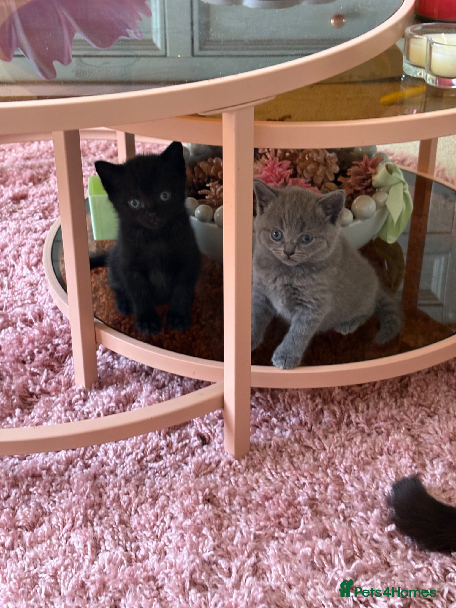 British Shorthair cats Gorgeous Kittens  - Advert 12