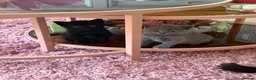British Shorthair cats for sale: Gorgeous Kittens  - Advert 1