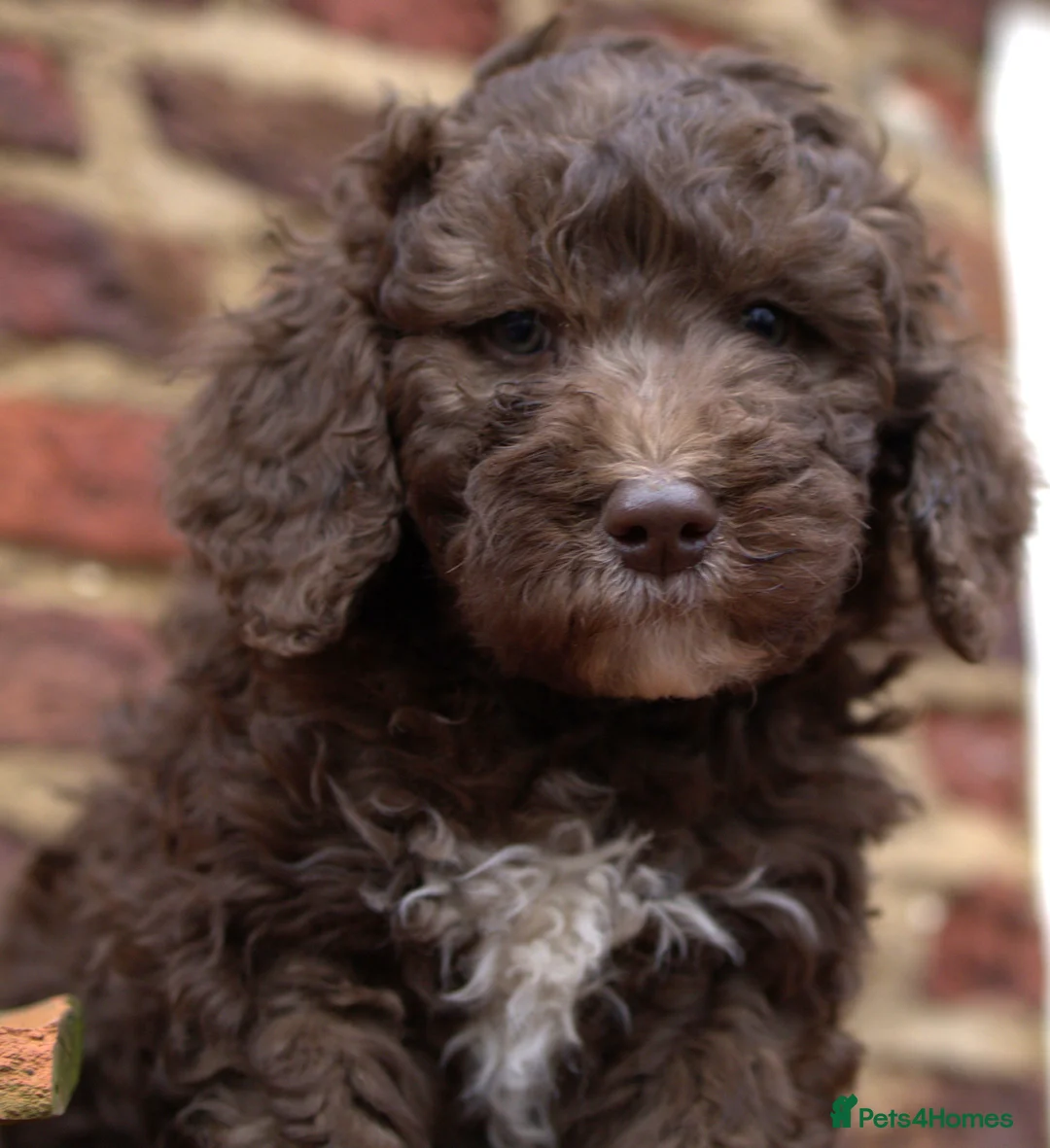 Labradoodle dogs for sale: 🐾🌈 Bred for Potential, Raised for Resilience🐾🌈 - Advert 10