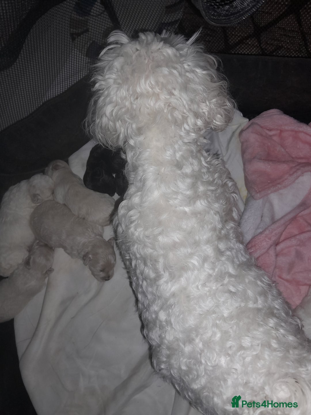 Maltipoo dogs for sale: F1 Health Tested Toy Maltipoos Ready in December - Image 4