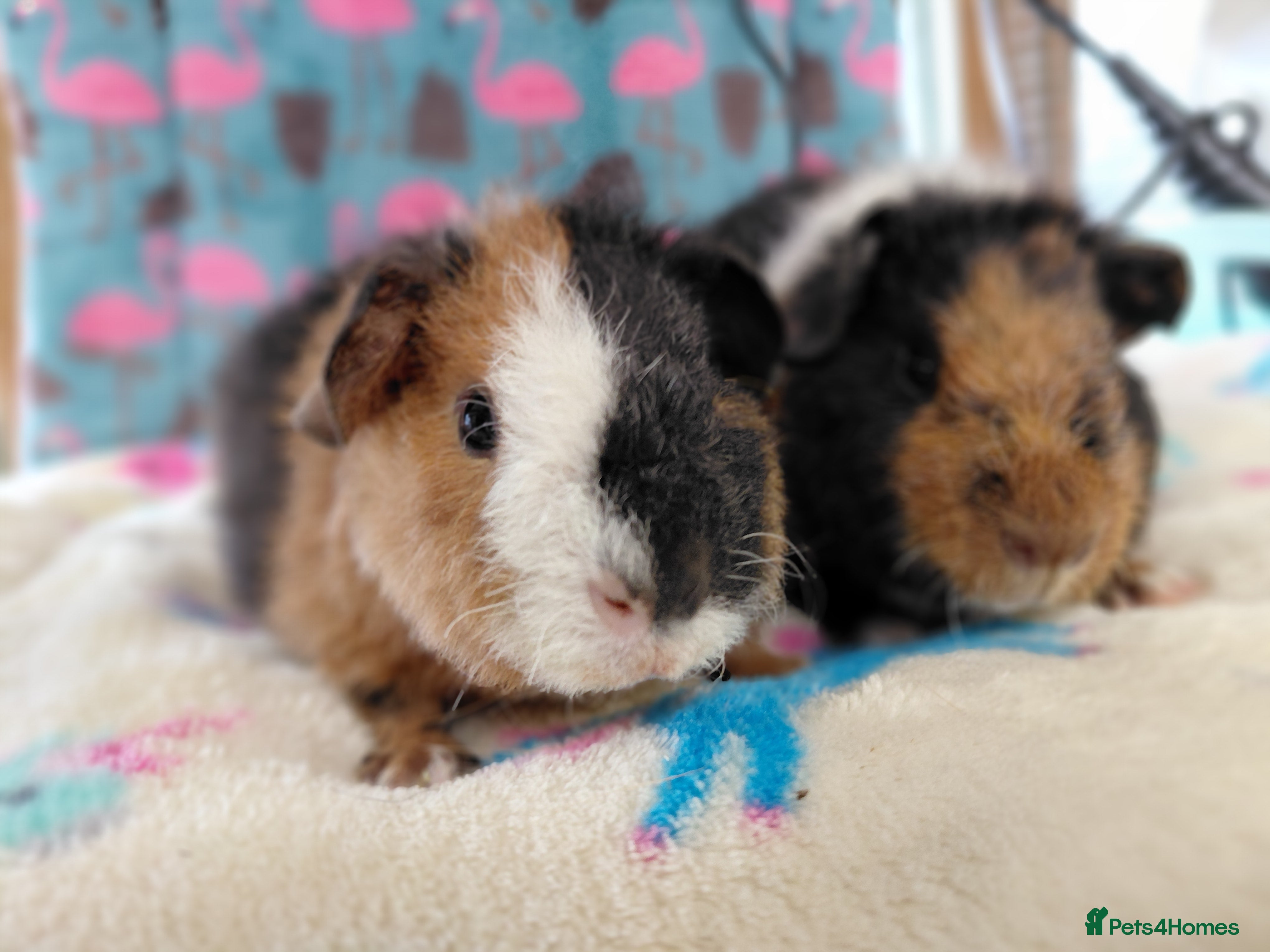 Guinea Pig rodents Baby Longhaired Boars /Merino/ Teddy/Goldens  - Advert 9