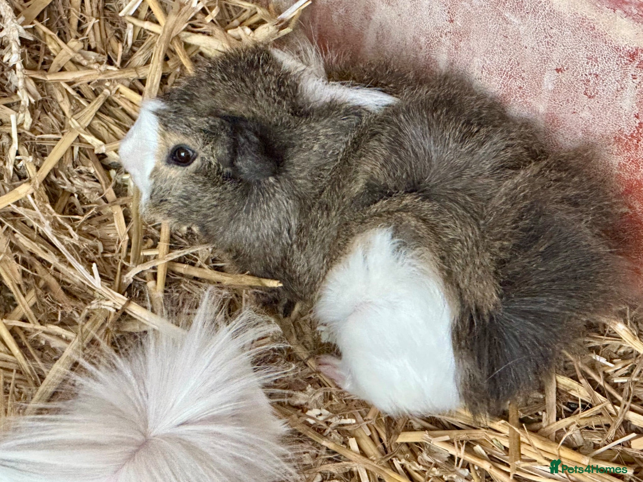 Guinea Pig rodents 13 week old male guinea pigs - Advert 5
