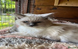 Ragdoll cats for sale:  Gorgeous purebred ragdoll kittens ready now  - Image 6