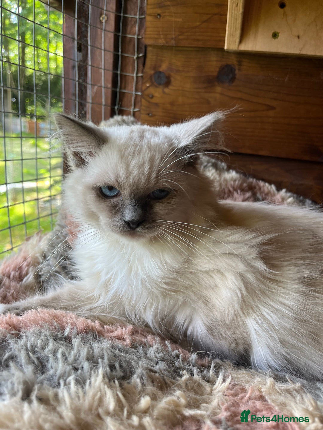 Ragdoll cats for sale:  Gorgeous purebred ragdoll kittens ready now  - Image 6