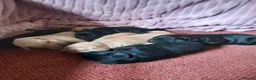 Labrador Retriever dogs for sale: Stunning KC Registered puppies in Exeter - Advert 10