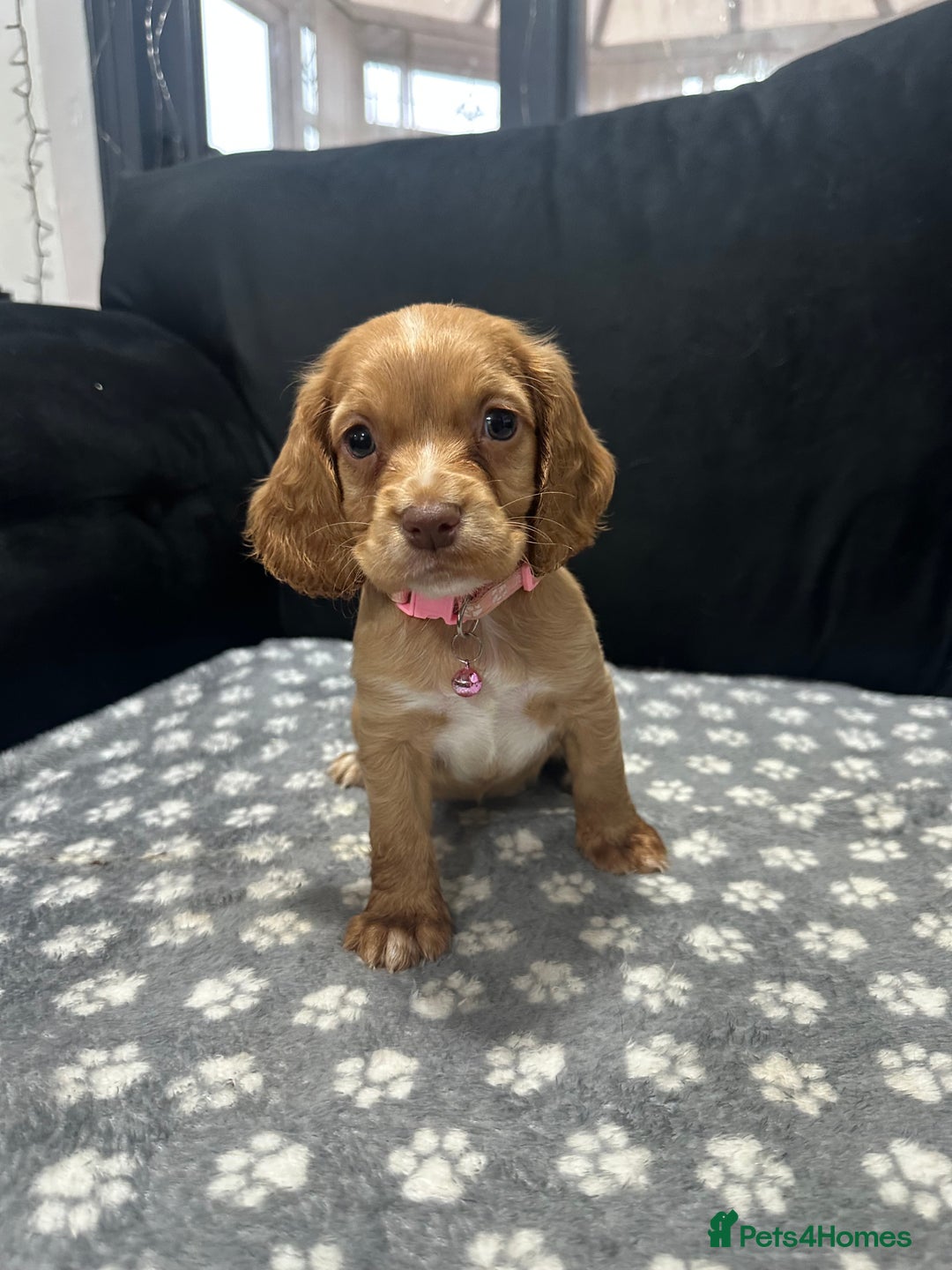 Cocker Spaniel dogs for sale: 3 beautiful cocker spaniel puppies left  - Advert 21