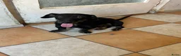 Mixed Breed dogs for adoption: Lovely little Jonny needs a new home - Advert 10