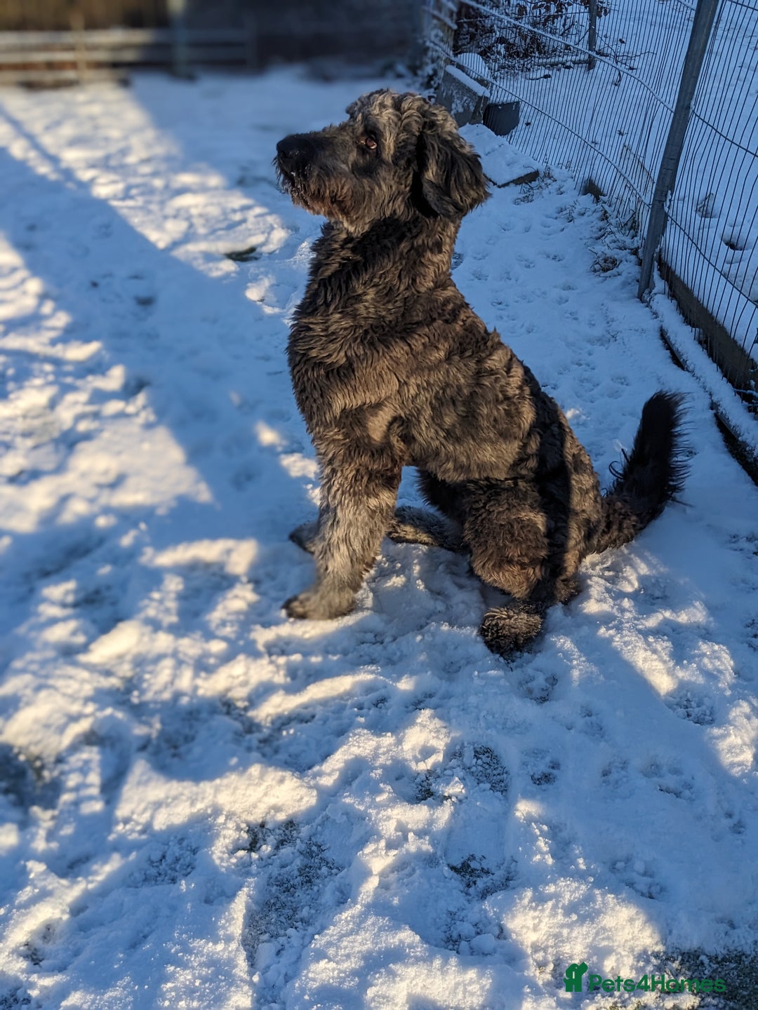 Goldendoodle dogs for stud: Frankie doodle for stud only  - Advert 3