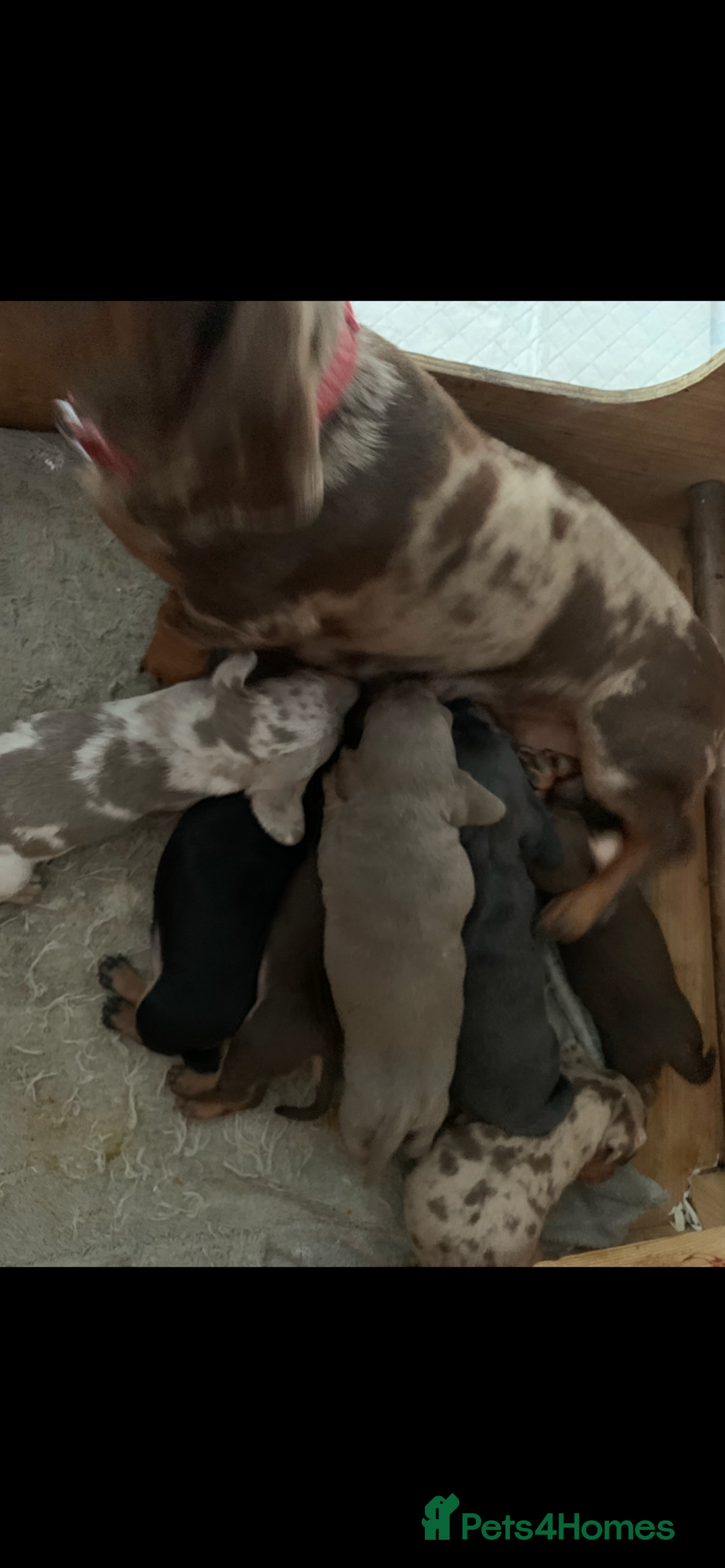 Miniature Dachshund dogs for sale: Minature daschund rainbow litter READY 19th SEPT - Image 4