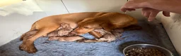 Labrador Retriever dogs for sale: Fox Red KC Labrador Puppies - Advert 5
