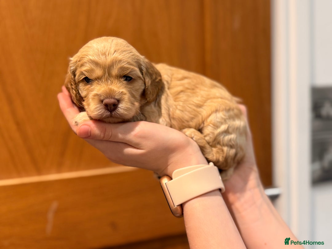 Cockapoo dogs for sale: Toy cockerpoo puppies  - Advert 21