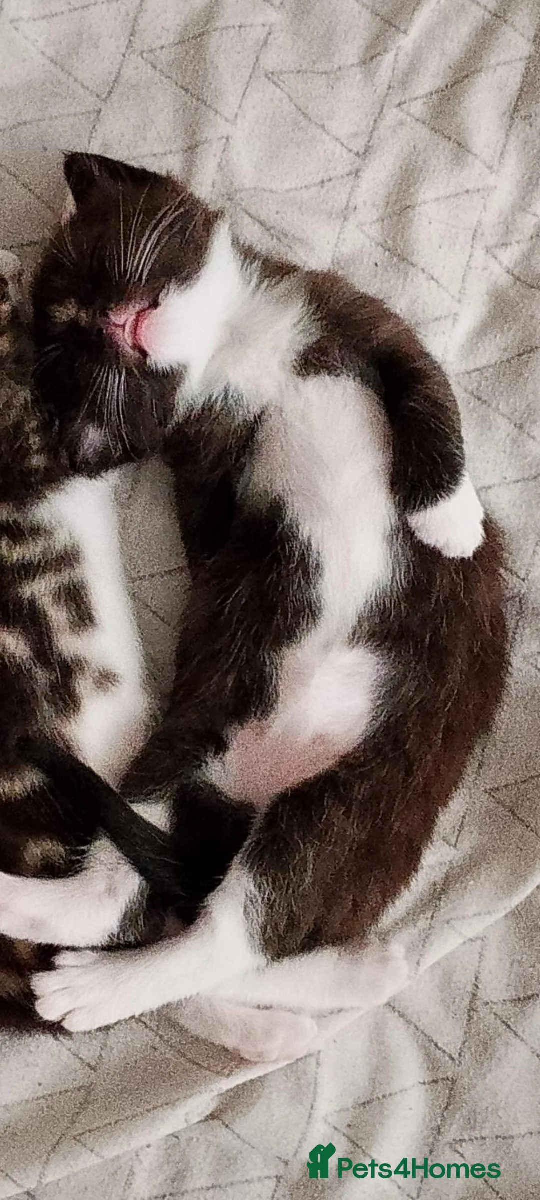 Mixed Breed cats for sale: Mr tuxedo  - Advert 4