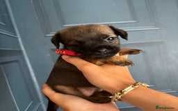 Border Terrier dogs for sale: Slem clear stunning boarder terrier puppies  - Image 19