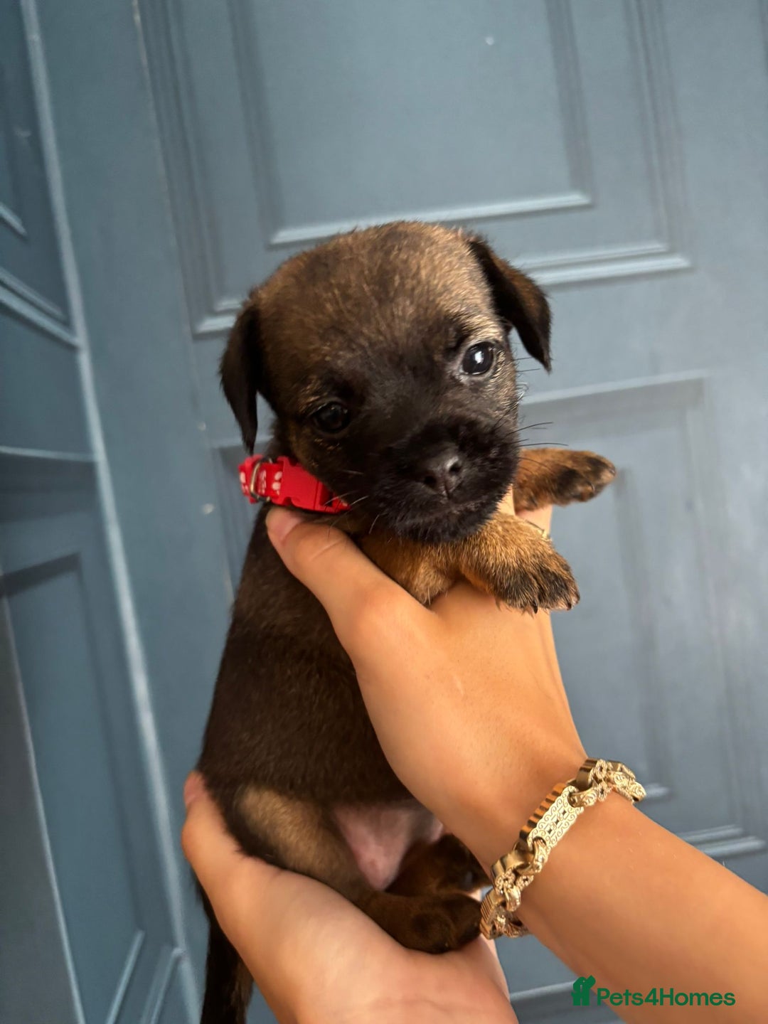 Border Terrier dogs for sale: Slem clear stunning boarder terrier puppies  - Image 19