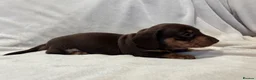 Miniature Dachshund dogs for sale: Pedigree Chocolate & Tan Miniature Dachshunds - Advert 11