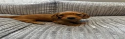 Miniature Dachshund dogs for sale: Gorgeous long haired miniature dachshund  - Advert 14