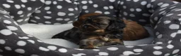Cavapoo dogs for sale: Health Tested Cavapoo Puppies  - Advert 18