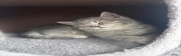 Scottish Fold cats for sale: British shorthair and Scottish straight mix  - Advert 26