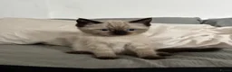 Ragdoll cats for sale: Ragdoll x mink tonkinese kittens  - Advert 6
