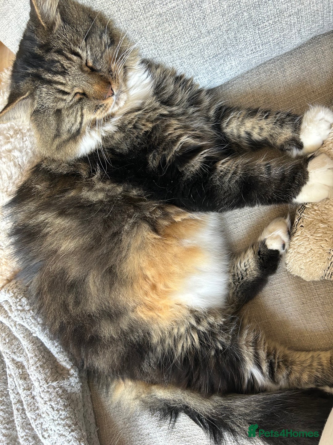 British Longhair cats for sale: Incredibly Beautiful British Longhair Male Cat - Advert 31