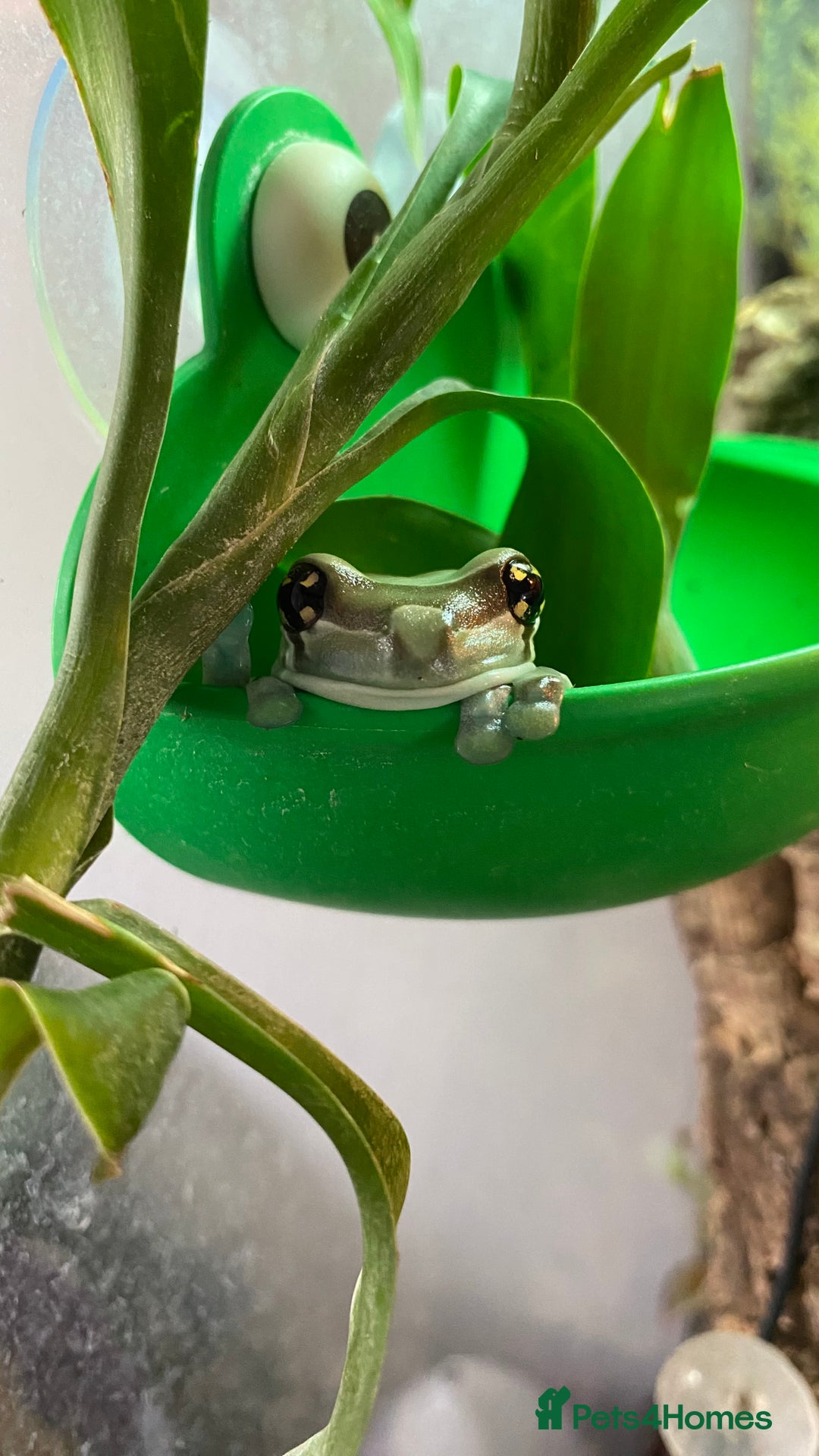Frog reptiles for sale: Amazon Milk Frog - with Full Set Up! - Advert 3