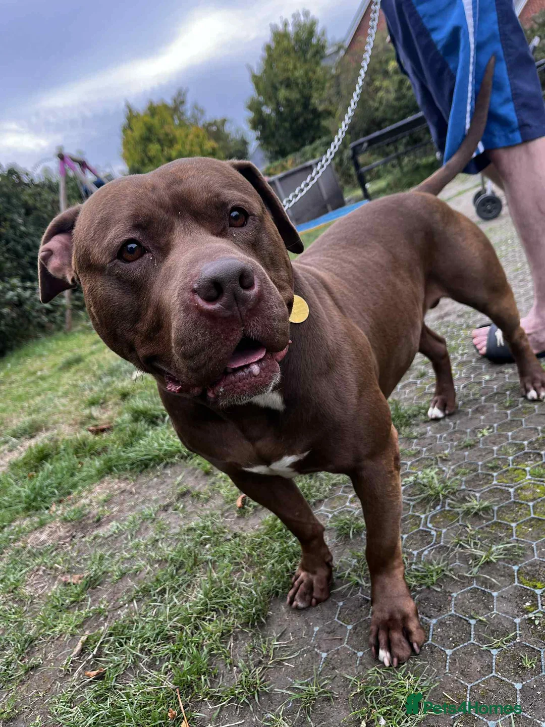 Staffordshire Bull Terrier dogs for stud: Stud to rent meet bear  in Saffron Walden - Advert 2