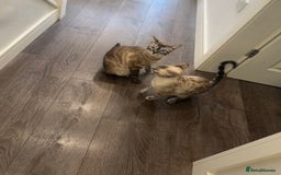 Bengal cats for sale: Bengal kittens for rehoming  - Image 8