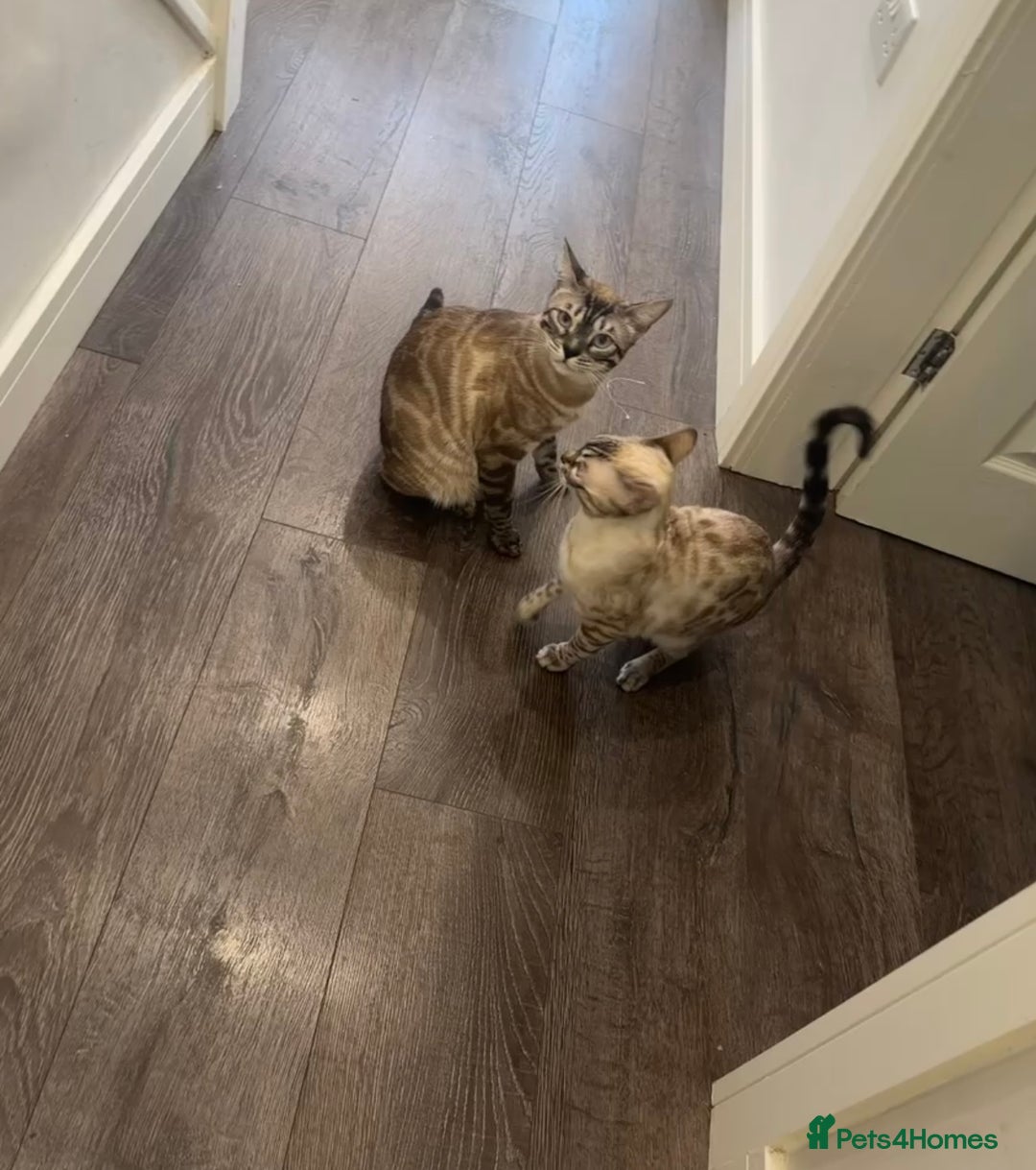 Bengal cats for sale: Bengal kittens for rehoming  - Image 8