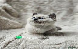 Ragdoll cats for sale: PURE RAGDOLL KITTENS 💜💙💚🤎 - Image 18