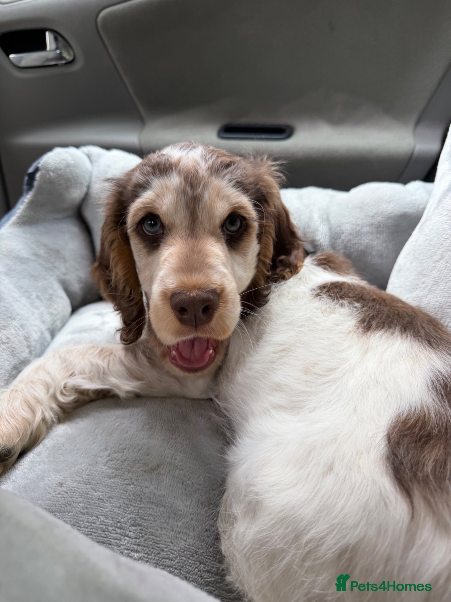 Cocker Spaniel dogs for sale: English Show Cocker Spaniel  in Barnstaple - Advert 1