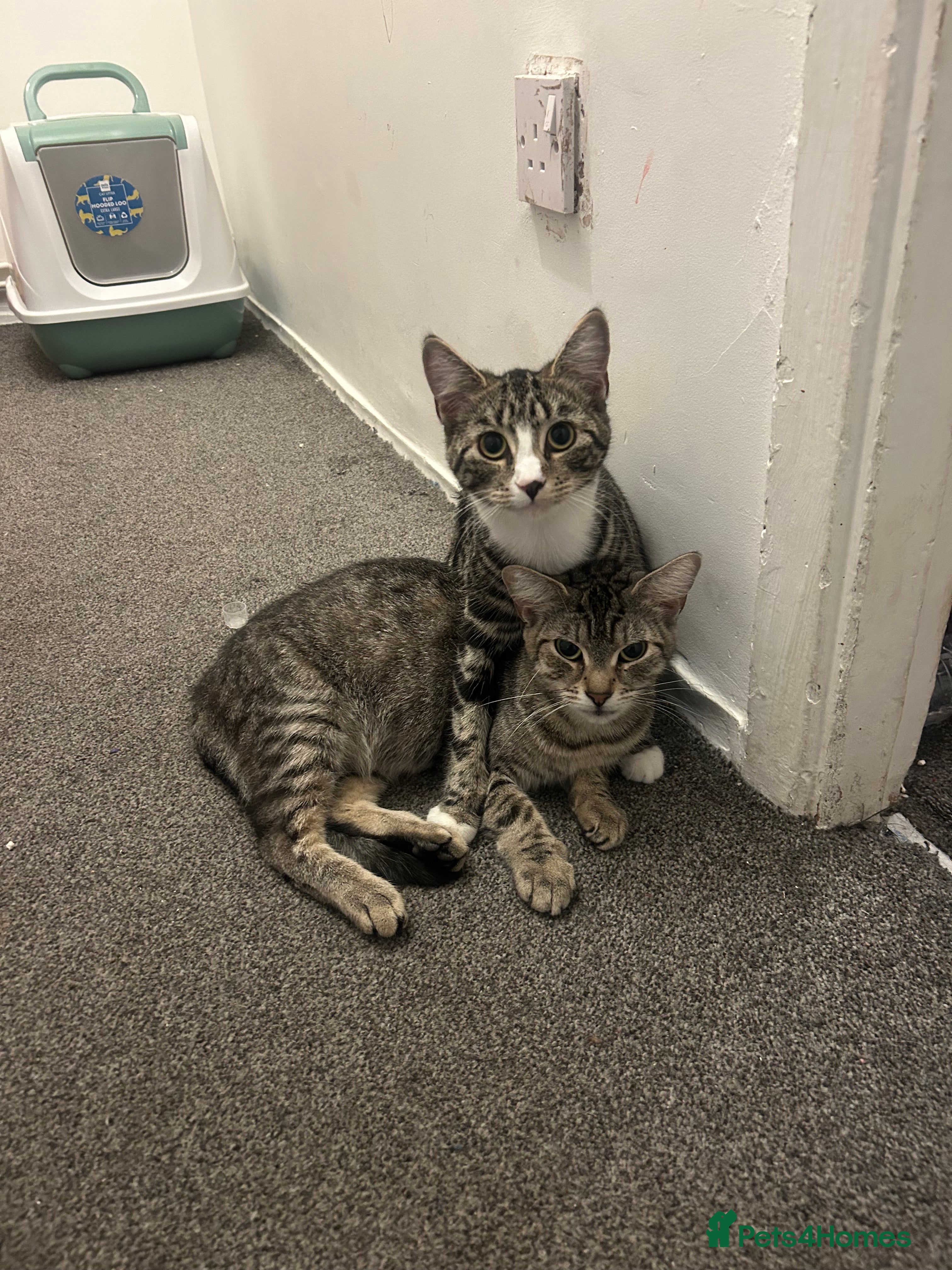Domestic Shorthair cats Two female domestic mixed breed cats  - Advert 4