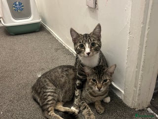 Domestic Shorthair cats - Advert 31