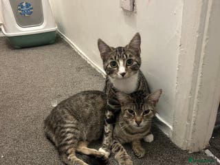 Domestic Shorthair cats FREE Two female domestic mixed breed cats - Advert 4
