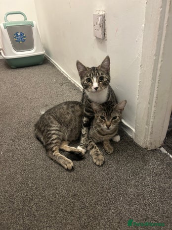 Domestic Shorthair cats - Advert 8