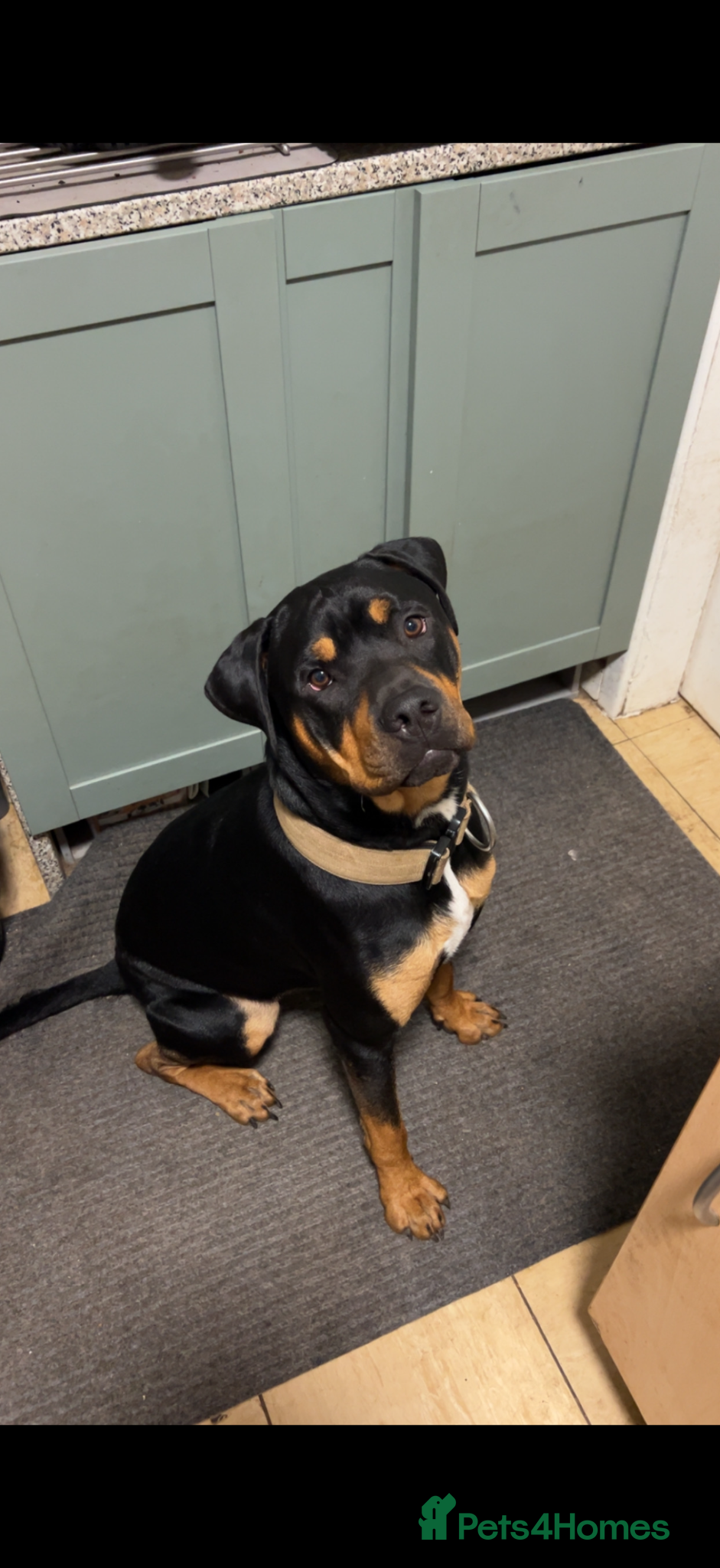 Mixed Breed dogs Alex ❤️ Urgent Re-Home  - Advert 5