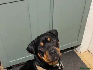 Mixed Breed dogs Alex ❤️ Urgent Re-Home - Advert 7