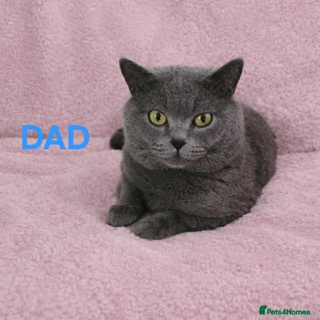 British Shorthair cats 💕🐾 Adorable BSH silver kittens ready to go 🐾💕 - Advert 4