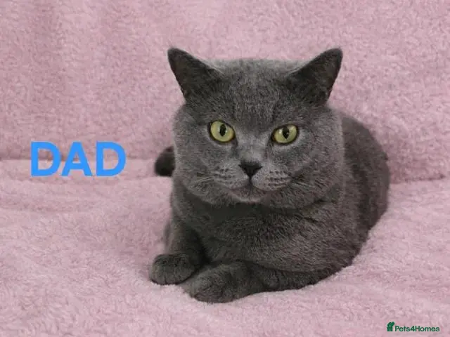 British Shorthair cats 💕🐾 Adorable BSH silver kittens ready to go 🐾💕 - Advert 4
