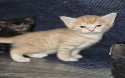 Mixed Breed cats for sale: 🐾 Beautiful Kittens – Tabby x Neva Masquerade  🐾 - Image 5