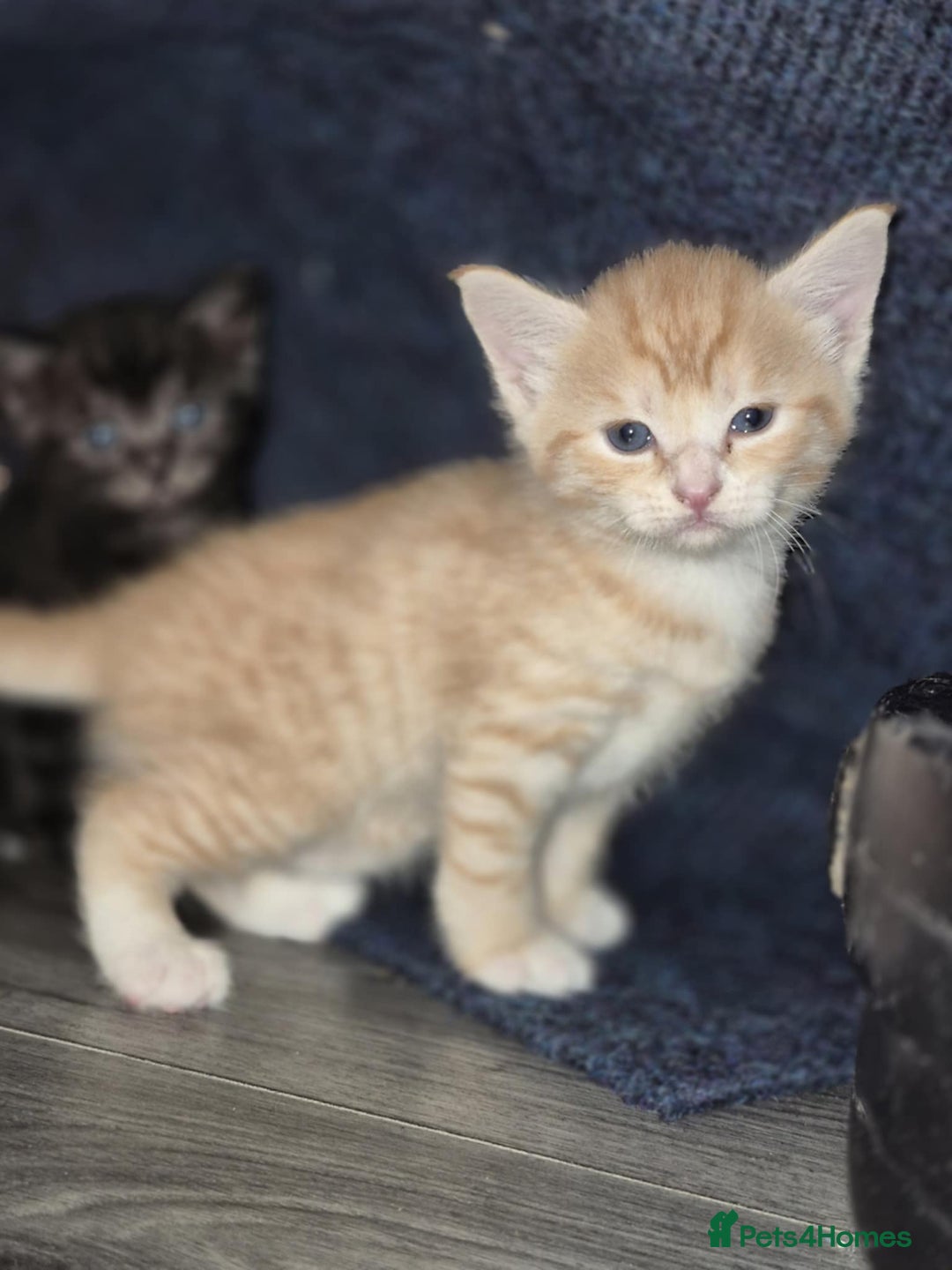 Mixed Breed cats for sale: 🐾 Beautiful Kittens – Tabby x Neva Masquerade  🐾 - Image 5