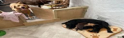 Cockerdor dogs for sale: Beautiful Cockador puppies.  in Crediton - Advert 7