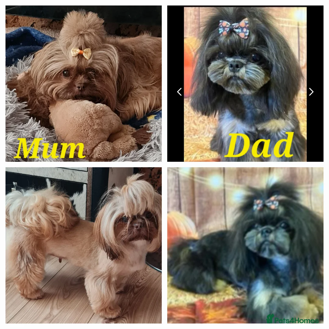 Shih Tzu dogs for sale: Imperial Shih Tzu female, 22 months KC registered. - Advert 34