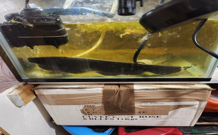 Other/Mixed Breed fish Black ghost knifefish - Advert 1